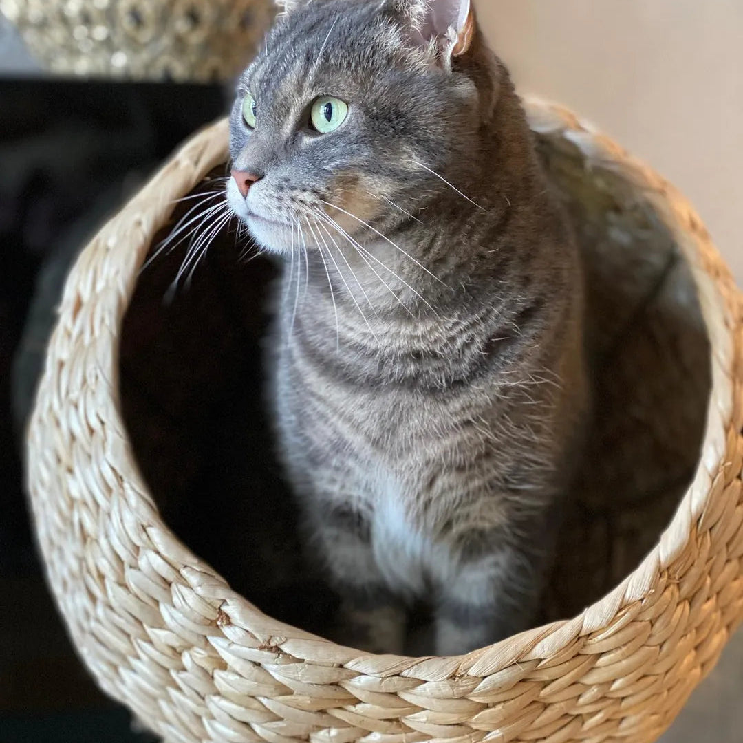 Atlas™ - Design Kattenmand